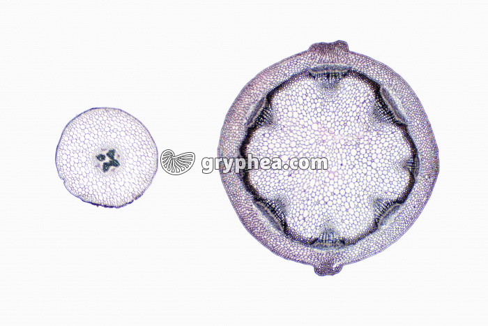Racine et Tige de Mercuriale - structures primaires - comparaison CT x7 - gryphea.com